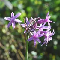 Tulbaghia Violacea - Le pot de 2 litres