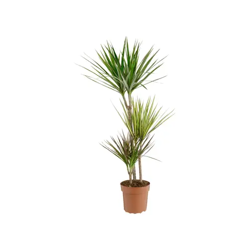 Dracaena marginata carnaval 3 pieds. Le pot de Ø 21 x H 15 cm