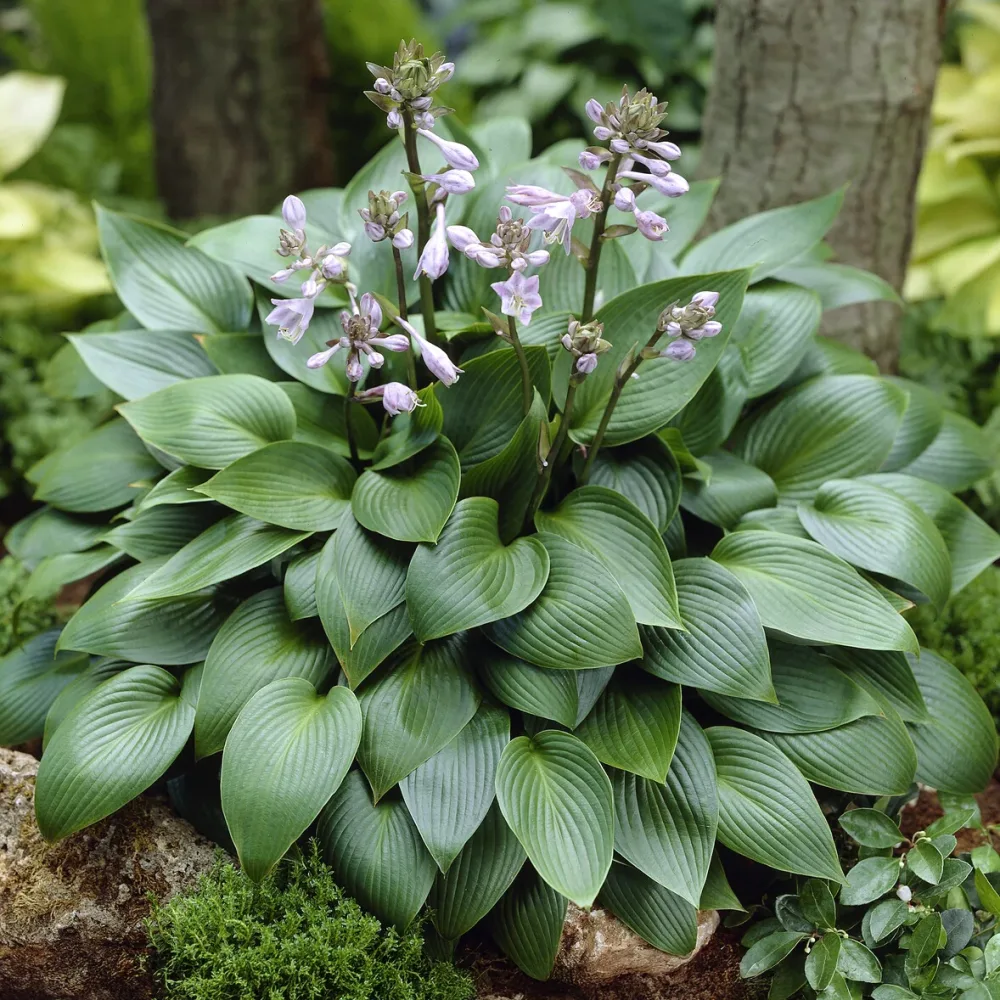 Hosta Devon green Hosta devon green