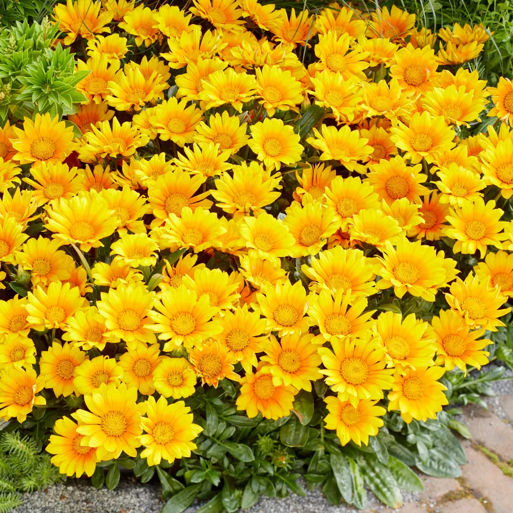 Gazania Suncarpet® Gazania Suncarpet®