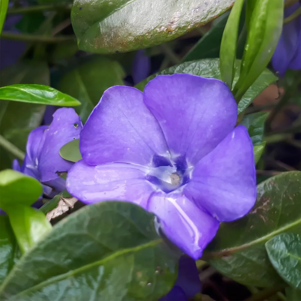 Petite pervenche Flower Power Vinca minor flower power