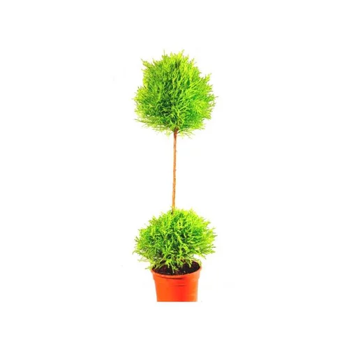 Cupressus Gold Crest Tige - Le pot de 1 litre