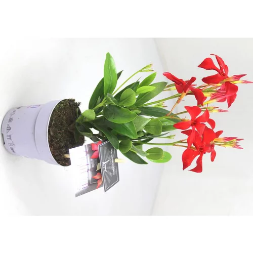 Dipladénia Fushion Tokyo Touffe - Le pot de 10.5 cm
