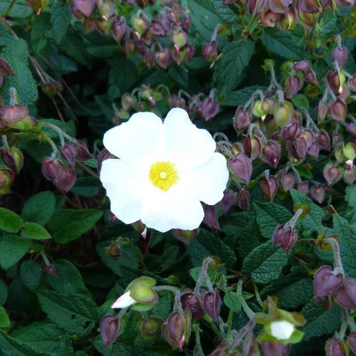Ciste (Cistus) X Corbariensis blanc. Le pot de 3 litres