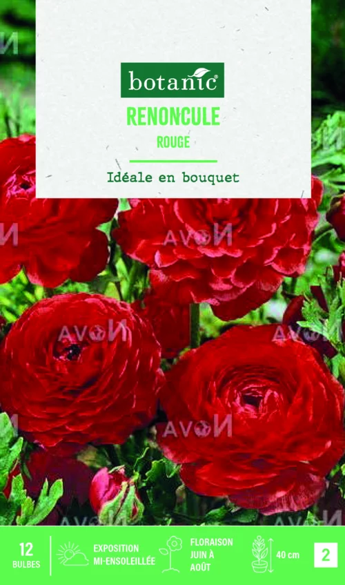 Bulbes de fleurs Renoncule asiatique rouge botanic® – 12 bulbes