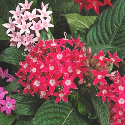 Pentas ou étoile égyptienne - Le pot de 2,5 litres