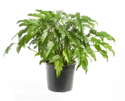 Philodendron Xanadu vert. Le pot Ø 21 cm