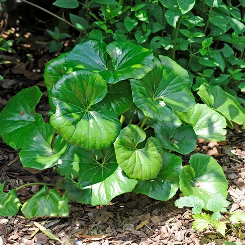 Farfugium Japonicum Giganteus - Le pot de 4 litres