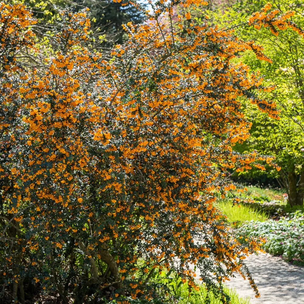 Épine-vinette Berberis darwinii