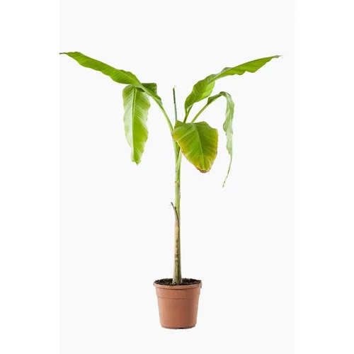 Musa Basjoo (Bananier du Japon) en pot de 3 L vert