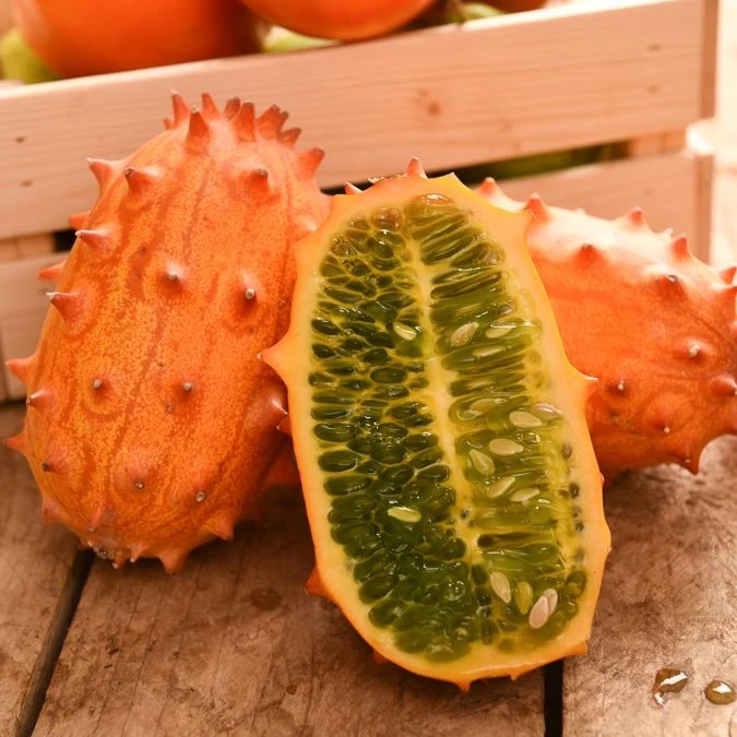 Concombre du Kenya - Metulon Cucumis metuliferus