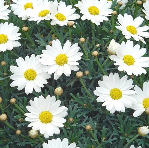 Anthemis Bofinger. Le pot de 30 cm