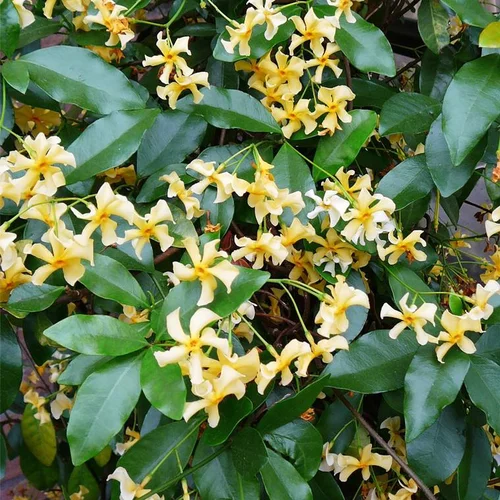 Jasmin étoiléSPERMUM STAR OF TOSCANE. Le pot de 4 litres