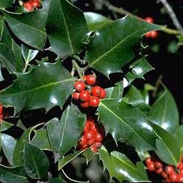 2 x Houx commun – Ilex aquifolium, 40-60 cm pot