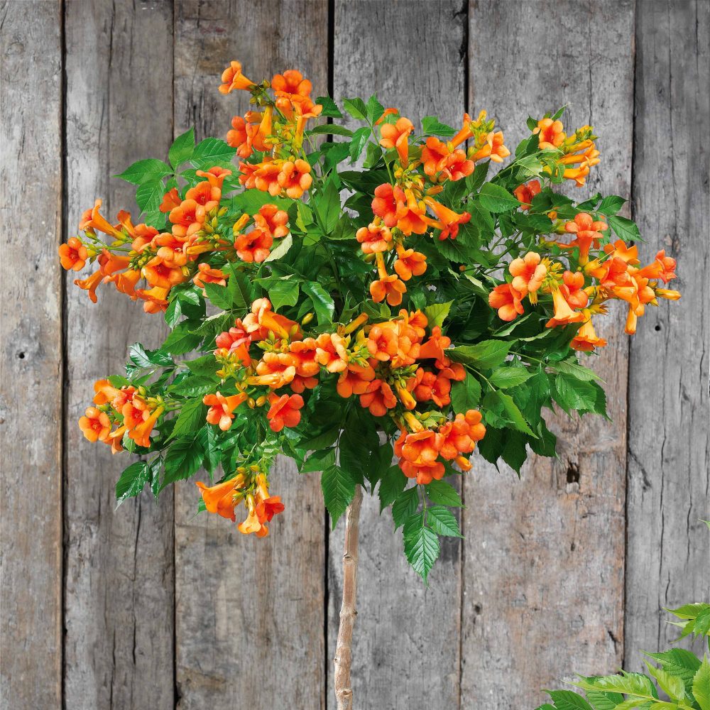 Bignone Indian Summer ® sur tige Campsis tagliabuana Indian Summer ®