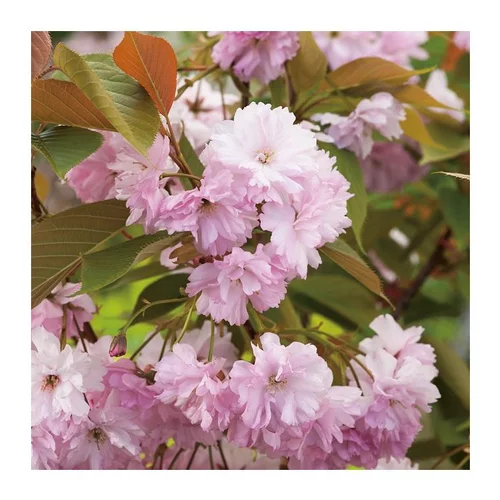 Cerisier de Chine - pot 5 L