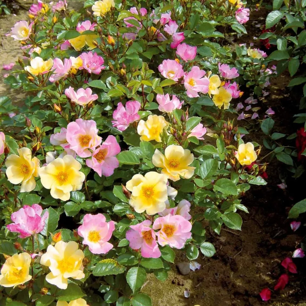 Collection de 6 Rosiers couvre-sols Happy Chappy et Wonderland Rosa happy chappy , wonderland