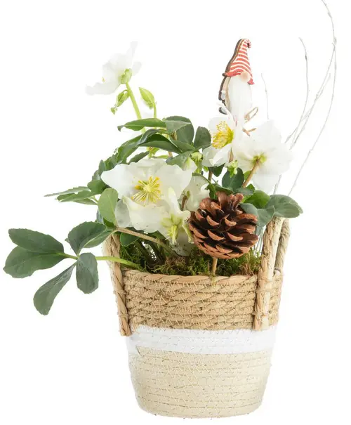 Hellébore cache-pot fibres tressées - Ø 15 cm