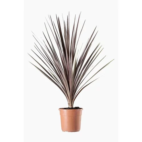 Cordyline Australis (Cordyline australe) en pot de 12 L vert