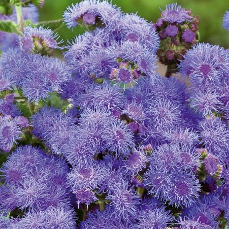 Agérate du Mexique Blue Mink Ageratum houstonianum