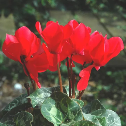 Cyclamen Medium à fleurs multicolores - Le pot de 0,7 litre