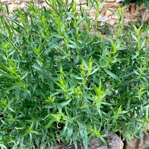 Estragon Bio. Le pot de 1 litre