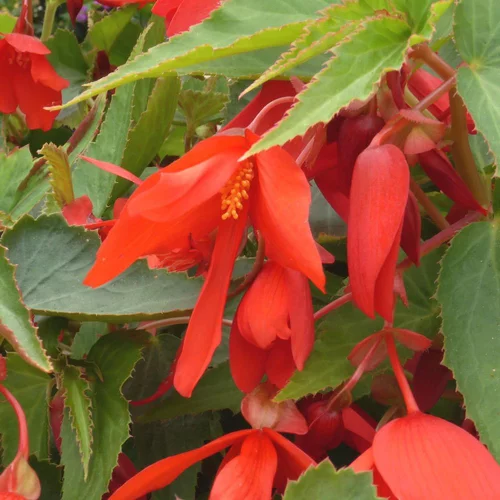 Begonia Summerwings. Le pot de 13 cm