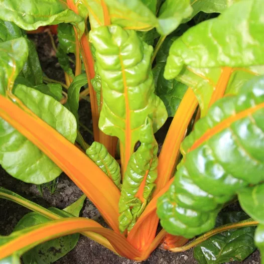Bio zaden van Snijbiet oranje "Sunset"