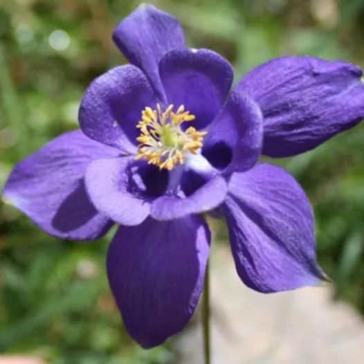 Grote Akelei | Bio en zaadvaste bloemenzaden