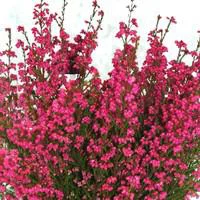 Bruyère gracilis rouge - Le pot de 2,5 litres