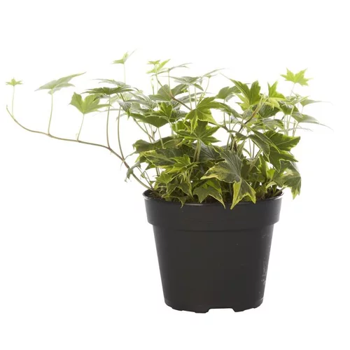 Hedera Goldchild - Le pot de 12 cm