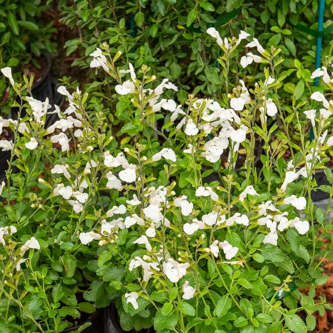 Sauge arbustive Gletsjer Salvia microphylla Gletsjer