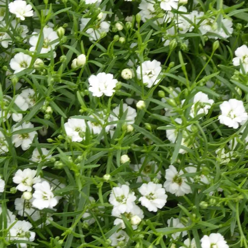 Gypsophile à fleurs blanches - Le pot Ø 10 cm