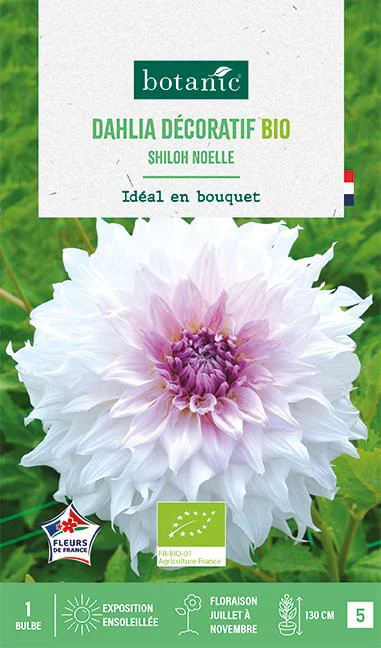 Bulbe de fleurs Dahlia décoratif Shiloh Noëlle bio botanic® - 1 bulbe