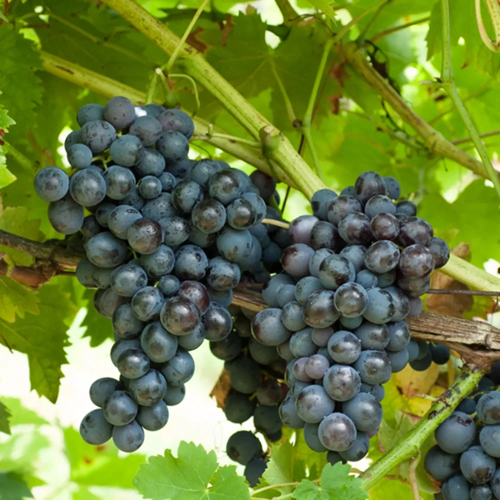 Vigne Muscat de Hambourg Vitis vinifera muscat de hambourg