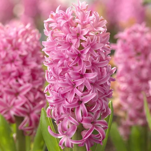 Jacinthe - La jardinière