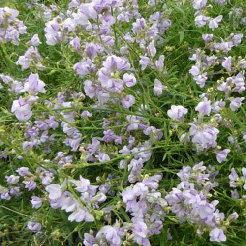 Linaire Antique Silver Linaria anticaria antique silver