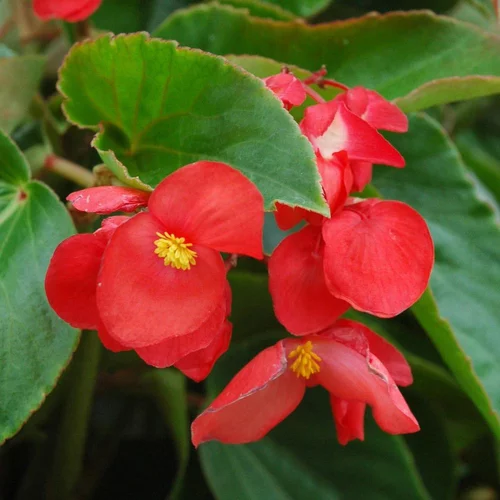 Bégonia Dragon Wing coloris rouge. Le pot de 6 litres