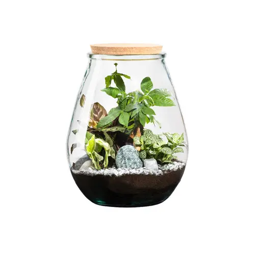 Terrarium autonome botanic® Darasa - Taille L Ø 29 cm H 35,5 cm