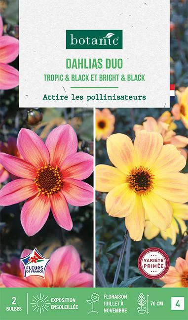 Bulbes de fleurs duo de Dahlias nains simples Bright&Black / Tropic&Black botanic® - 2 bulbes