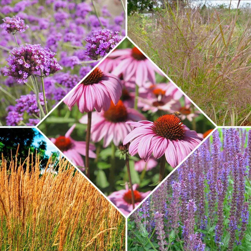 5 Vivaces pour massif fleuri Calamagrostis acutiflora,Molinia caerulea,Verbena bonariensis,Echinacea purpurea, Salvia nemorosa