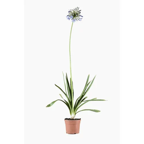 Agapanthe Bleue. Le pot de 3 litres