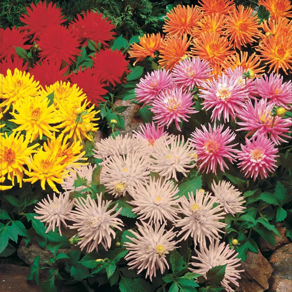 5 Dahlias cactus nains en mélange Dahlia Park Princess, White Happiness, Vrouwe Jacoba