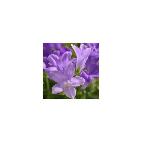 Campanula Muralis - Le pot de 3 litres