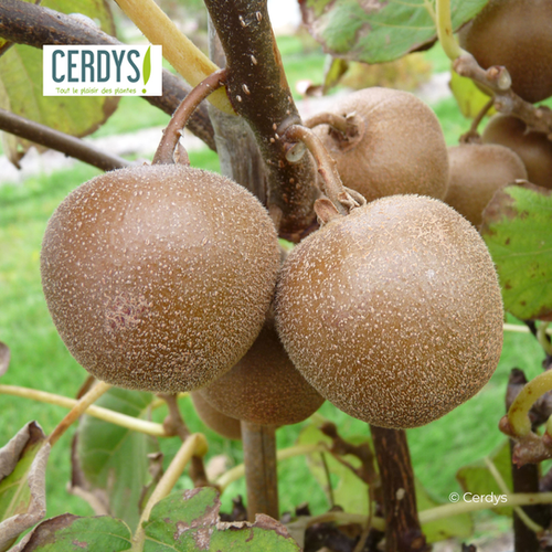 KIWI 'MINKIGOLD' - POT DE 1,5L