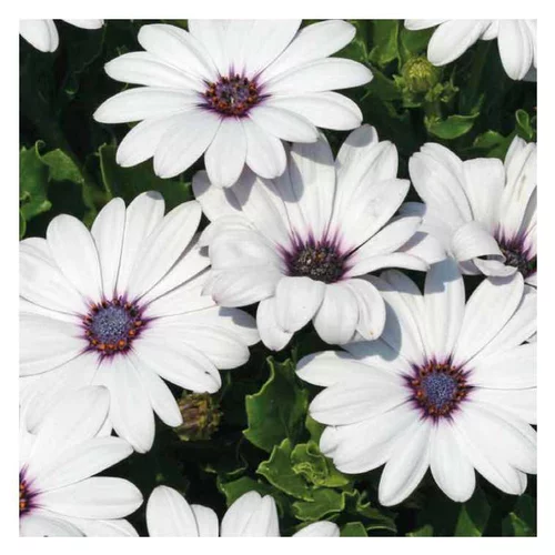Osteospermum rampant blanc - Le pot de 9 x 9 cm
