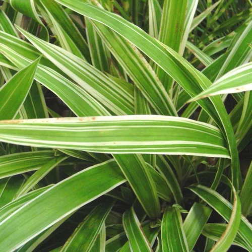Carex morrowii ou Laîche du Japon vert - Le pot de 9 x 9 cm