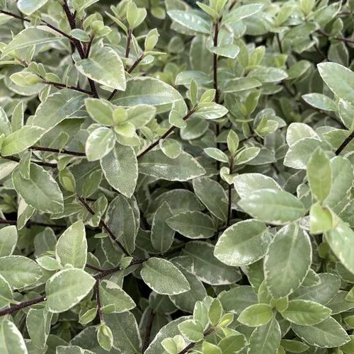 Pittosporum Tenuifolium Silver Ball. Le pot de 5 litres
