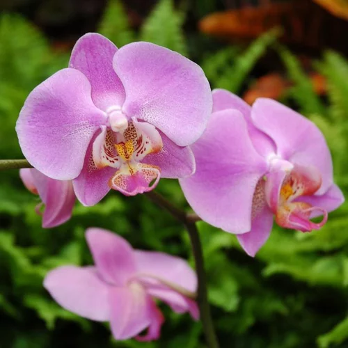 Phalaenopsis bijoux diamond 2 branches botanic® - Pot de 15 cm