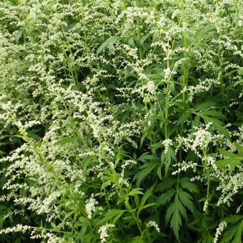 Armoise laiteuse chinoise Artemisia lactiflora